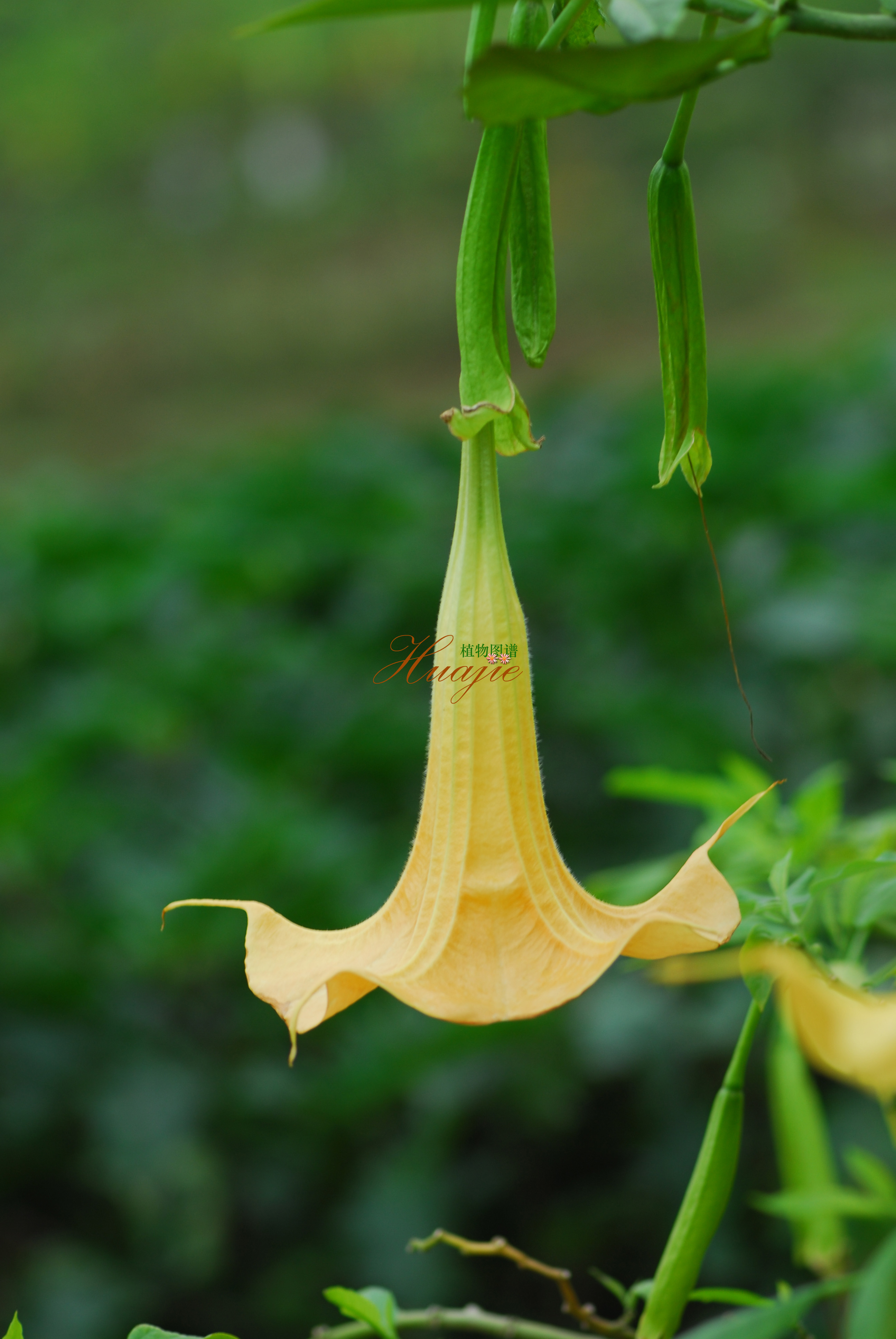 تاتوره معطر